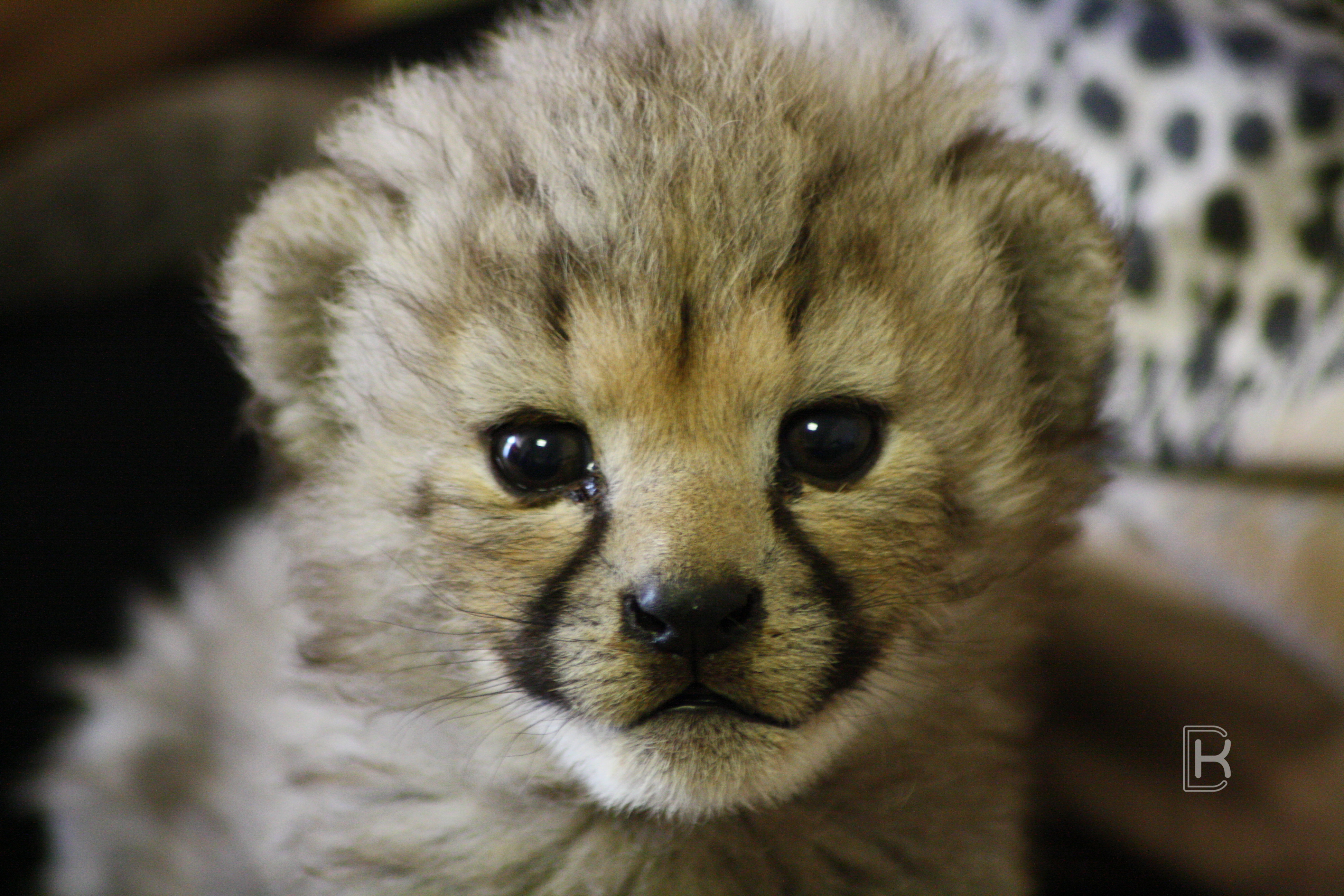 A picture of a baby cheetah, they are super cute