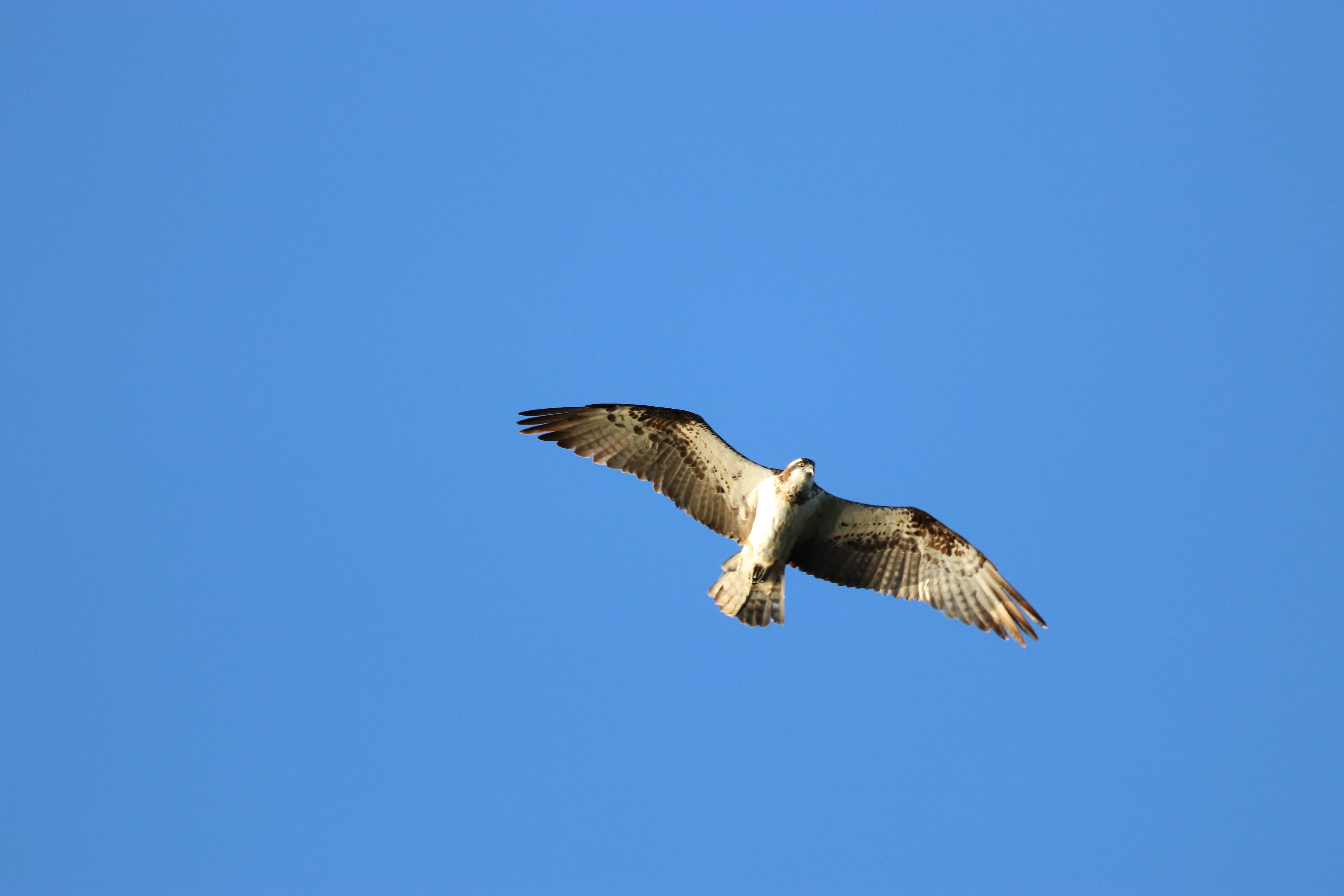 A picture of an osprey flying overhead and looking down into the camera