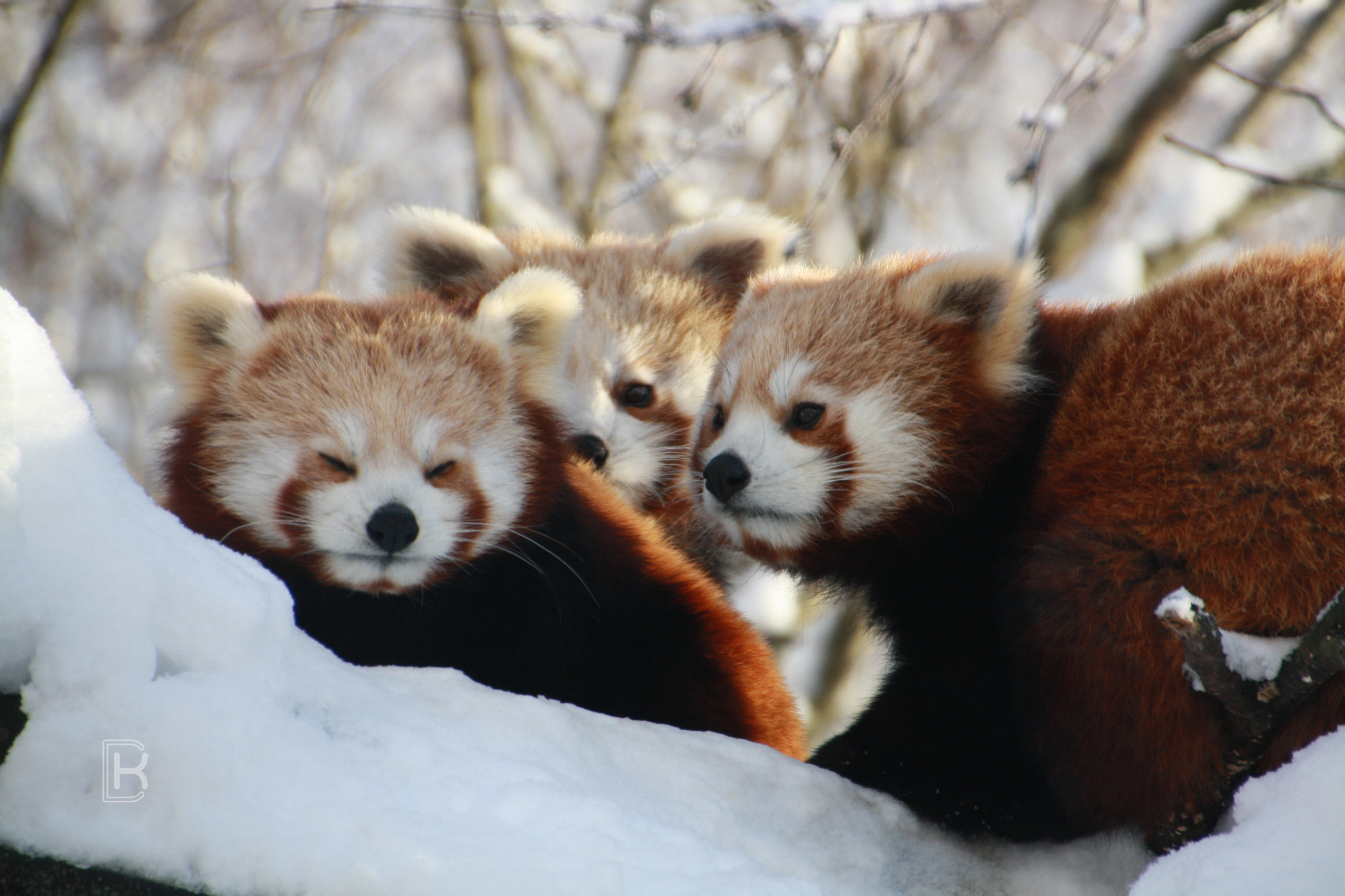 A picture of three red pandas all huddled together in the snow